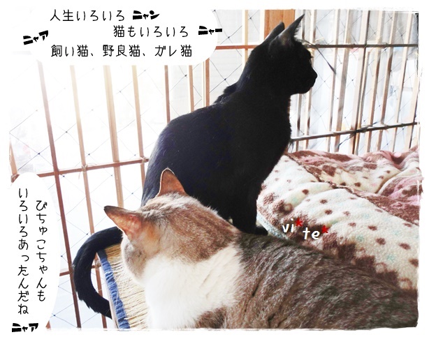 f:id:nyan-chuke:20190605124713j:plain f:id:nyan-chuke:20190605124713j:plain