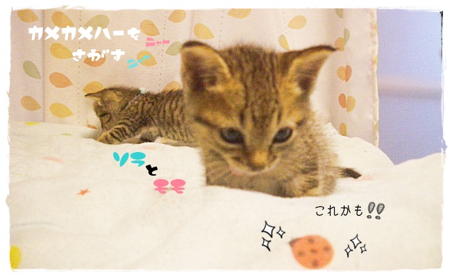 f:id:nyan-chuke:20190605164954j:plain f:id:nyan-chuke:20190605164954j:plain