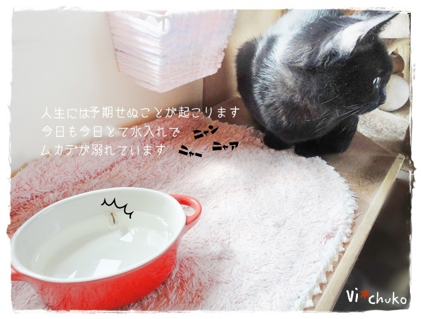 f:id:nyan-chuke:20190605165226j:plain f:id:nyan-chuke:20190605165226j:plain