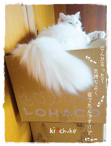 f:id:nyan-chuke:20190609195304j:plain f:id:nyan-chuke:20190609195304j:plain