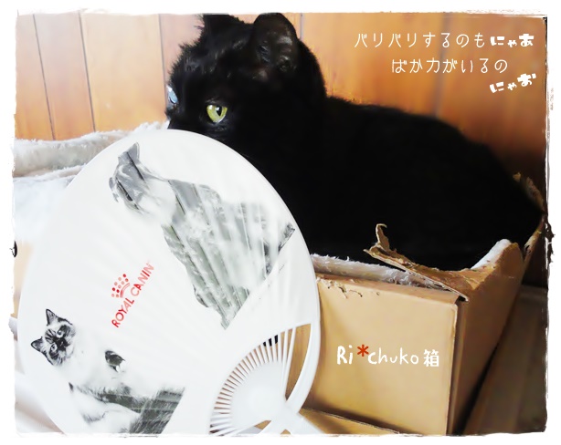 f:id:nyan-chuke:20190609213527j:plain f:id:nyan-chuke:20190609213527j:plain
