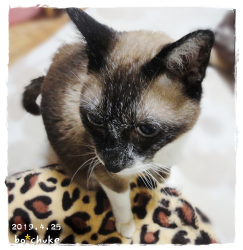 f:id:nyan-chuke:20190628233549j:plain f:id:nyan-chuke:20190628233549j:plain