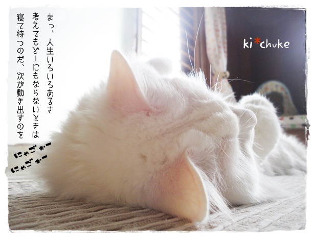 f:id:nyan-chuke:20190705124613j:plain f:id:nyan-chuke:20190705124613j:plain