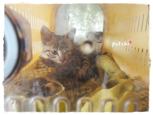 f:id:nyan-chuke:20190710201312j:plain f:id:nyan-chuke:20190710201312j:plain