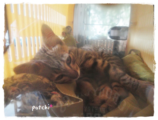 f:id:nyan-chuke:20190710210449j:plain f:id:nyan-chuke:20190710210449j:plain