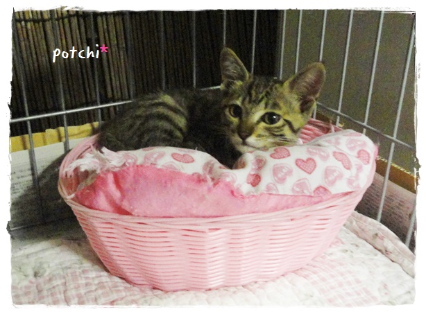 f:id:nyan-chuke:20190710212641j:plain f:id:nyan-chuke:20190710212641j:plain