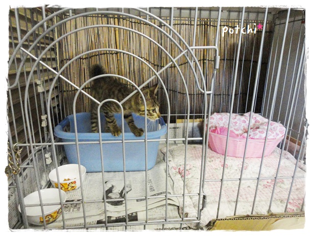 f:id:nyan-chuke:20190710214549j:plain f:id:nyan-chuke:20190710214549j:plain