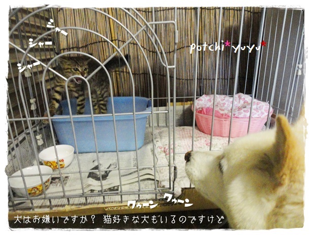f:id:nyan-chuke:20190710231809j:plain f:id:nyan-chuke:20190710231809j:plain