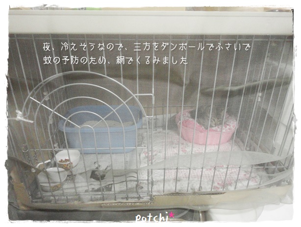 f:id:nyan-chuke:20190710233554j:plain f:id:nyan-chuke:20190710233554j:plain