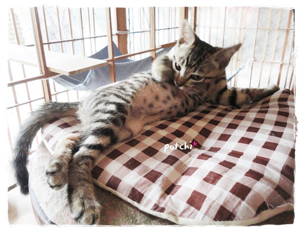 f:id:nyan-chuke:20190717140453j:plain f:id:nyan-chuke:20190717140453j:plain