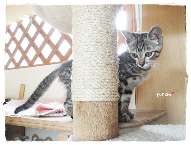 f:id:nyan-chuke:20190717151427j:plain f:id:nyan-chuke:20190717151427j:plain