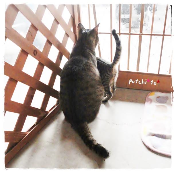 f:id:nyan-chuke:20190723212643j:plain f:id:nyan-chuke:20190723212643j:plain
