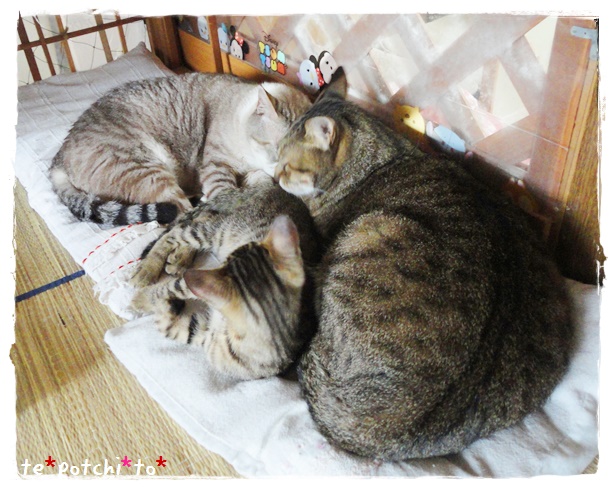 f:id:nyan-chuke:20190723214730j:plain f:id:nyan-chuke:20190723214730j:plain