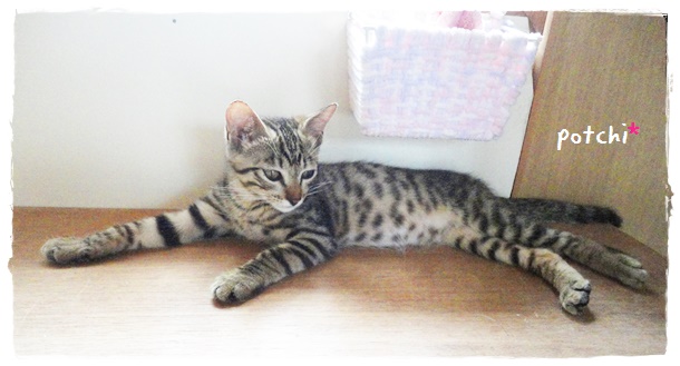 f:id:nyan-chuke:20190723215235j:plain f:id:nyan-chuke:20190723215235j:plain