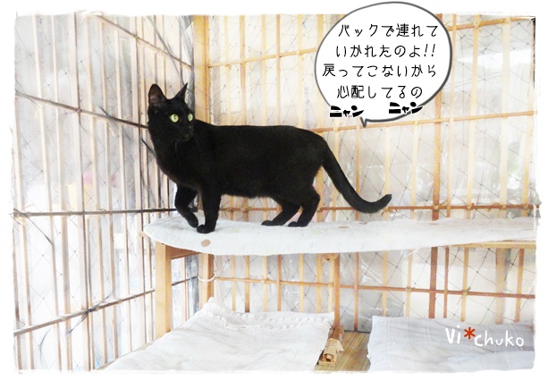 f:id:nyan-chuke:20190724200151j:plain f:id:nyan-chuke:20190724200151j:plain
