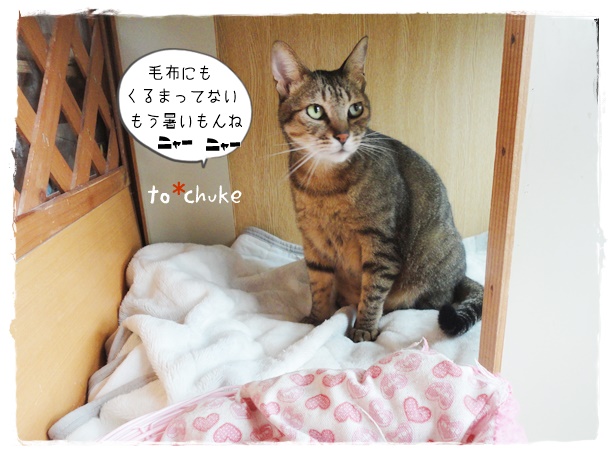 f:id:nyan-chuke:20190724200217j:plain f:id:nyan-chuke:20190724200217j:plain