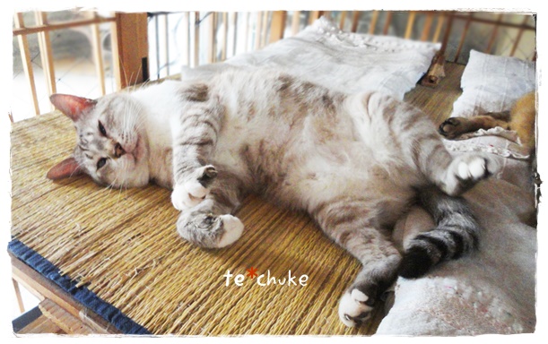 f:id:nyan-chuke:20190724205600j:plain f:id:nyan-chuke:20190724205600j:plain