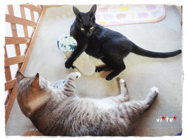 f:id:nyan-chuke:20190724210117j:plain f:id:nyan-chuke:20190724210117j:plain