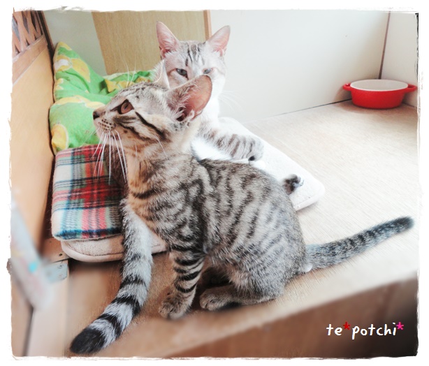 f:id:nyan-chuke:20190724213335j:plain f:id:nyan-chuke:20190724213335j:plain