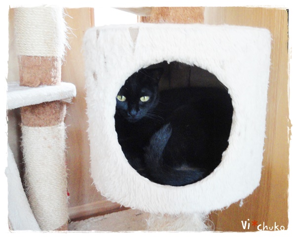 f:id:nyan-chuke:20190731145817j:plain f:id:nyan-chuke:20190731145817j:plain