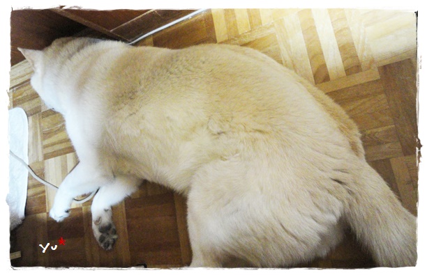 f:id:nyan-chuke:20190731151951j:plain f:id:nyan-chuke:20190731151951j:plain
