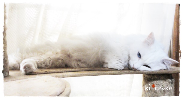 f:id:nyan-chuke:20190731160928j:plain f:id:nyan-chuke:20190731160928j:plain