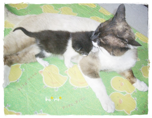 f:id:nyan-chuke:20190731165558j:plain f:id:nyan-chuke:20190731165558j:plain