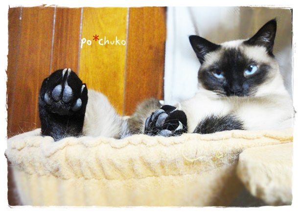 f:id:nyan-chuke:20190731200009j:plain f:id:nyan-chuke:20190731200009j:plain