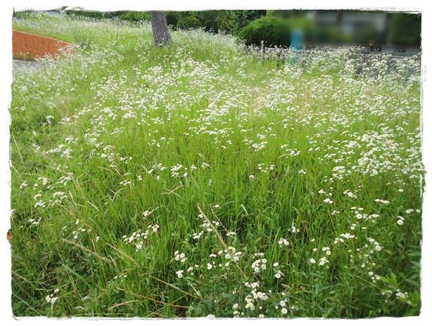 f:id:nyan-chuke:20190806195005j:plain f:id:nyan-chuke:20190806195005j:plain