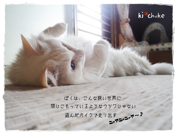 f:id:nyan-chuke:20190807200008j:plain f:id:nyan-chuke:20190807200008j:plain