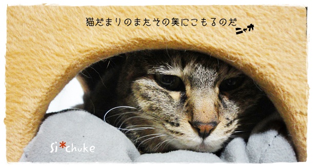 f:id:nyan-chuke:20190807201709j:plain f:id:nyan-chuke:20190807201709j:plain