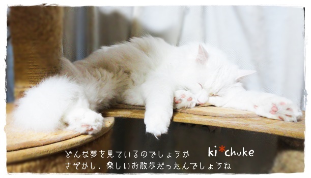 f:id:nyan-chuke:20190807222340j:plain f:id:nyan-chuke:20190807222340j:plain