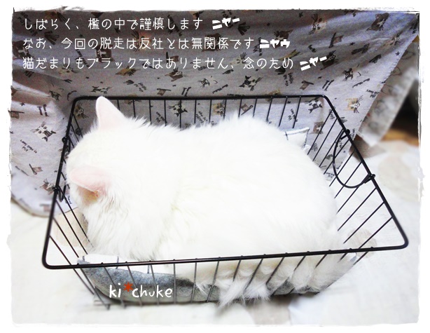f:id:nyan-chuke:20190808154856j:plain f:id:nyan-chuke:20190808154856j:plain
