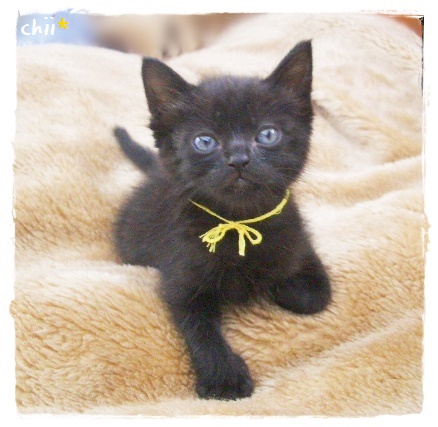 f:id:nyan-chuke:20190819001553j:plain f:id:nyan-chuke:20190819001553j:plain