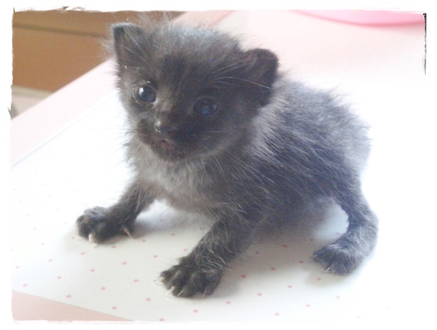 f:id:nyan-chuke:20190819002001j:plain f:id:nyan-chuke:20190819002001j:plain