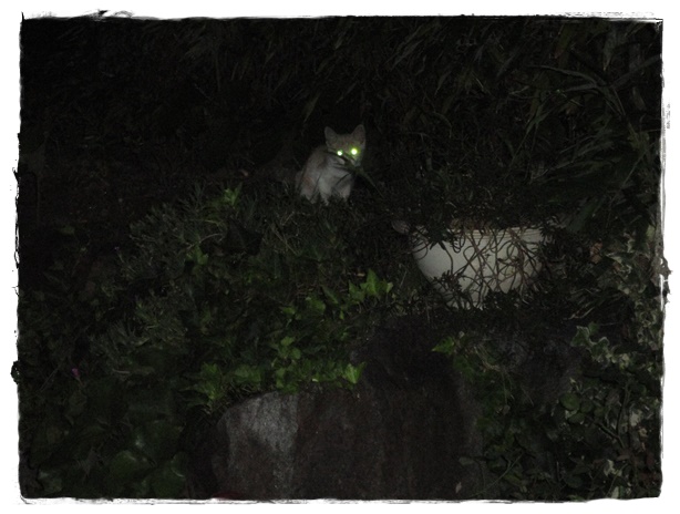 f:id:nyan-chuke:20190819134326j:plain f:id:nyan-chuke:20190819134326j:plain