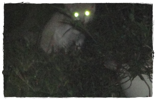 f:id:nyan-chuke:20190819144319j:plain f:id:nyan-chuke:20190819144319j:plain