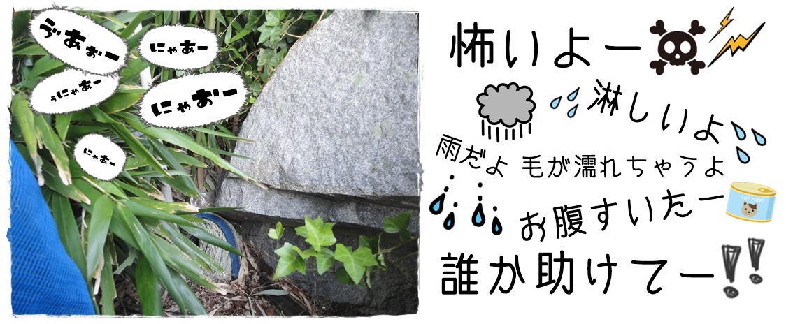 f:id:nyan-chuke:20190820152459j:plain f:id:nyan-chuke:20190820152459j:plain