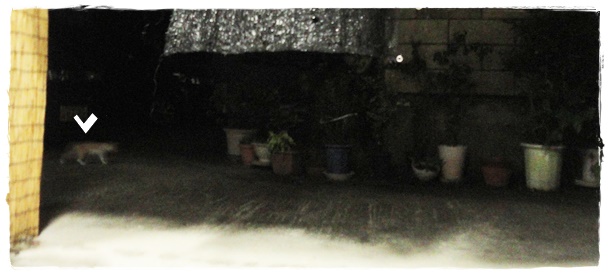 f:id:nyan-chuke:20190825135919j:plain f:id:nyan-chuke:20190825135919j:plain