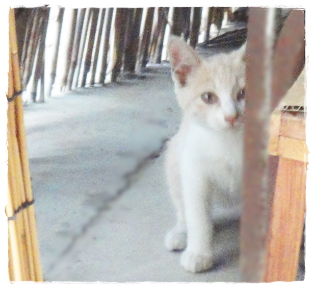 f:id:nyan-chuke:20190827220942j:plain f:id:nyan-chuke:20190827220942j:plain