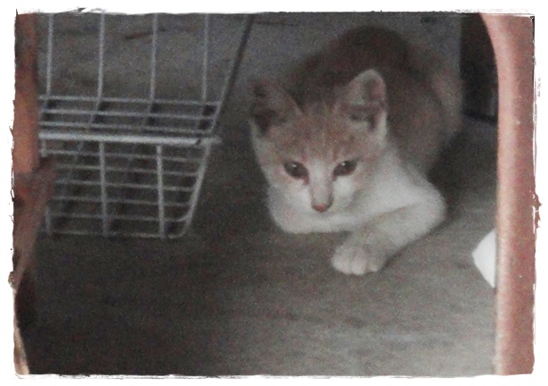 f:id:nyan-chuke:20190827221142j:plain f:id:nyan-chuke:20190827221142j:plain