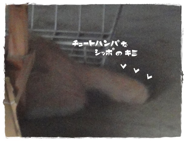 f:id:nyan-chuke:20190827222316j:plain f:id:nyan-chuke:20190827222316j:plain