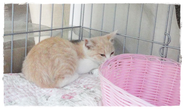 f:id:nyan-chuke:20190827232158j:plain f:id:nyan-chuke:20190827232158j:plain
