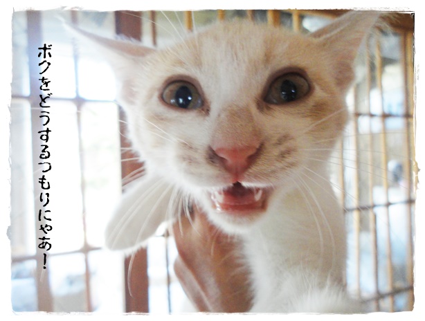 f:id:nyan-chuke:20190905203800j:plain f:id:nyan-chuke:20190905203800j:plain