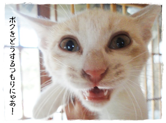 f:id:nyan-chuke:20190905204157j:plain f:id:nyan-chuke:20190905204157j:plain