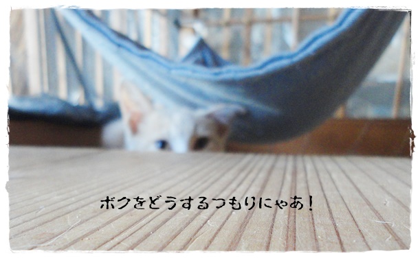 f:id:nyan-chuke:20190905213521j:plain f:id:nyan-chuke:20190905213521j:plain