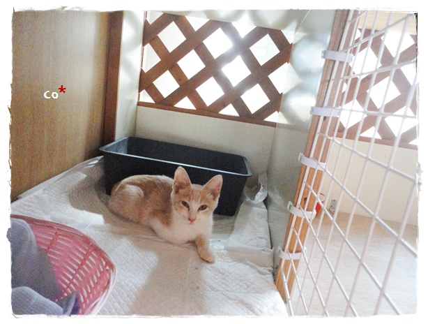 f:id:nyan-chuke:20190905221246j:plain f:id:nyan-chuke:20190905221246j:plain