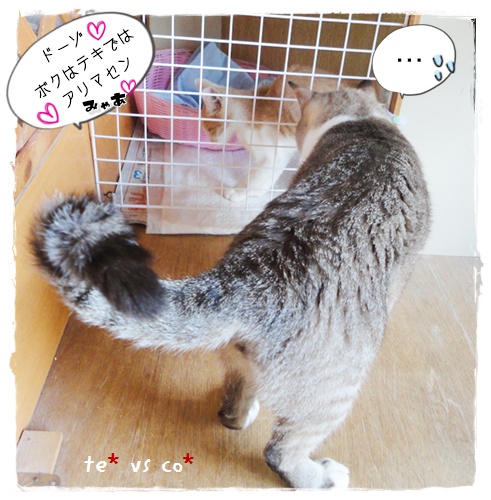 f:id:nyan-chuke:20190905225430j:plain f:id:nyan-chuke:20190905225430j:plain