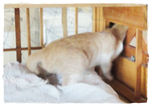 f:id:nyan-chuke:20190906005558j:plain f:id:nyan-chuke:20190906005558j:plain