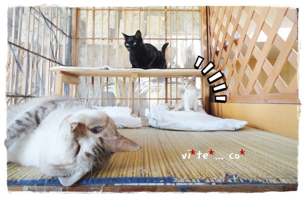 f:id:nyan-chuke:20190906142722j:plain f:id:nyan-chuke:20190906142722j:plain